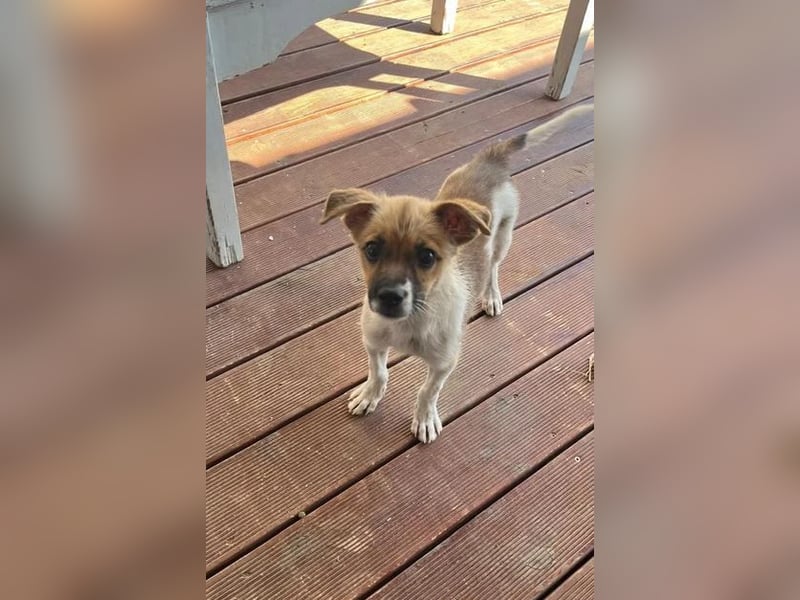 Mavy – kleine Maus mit ganz viel guter Laune ❤️