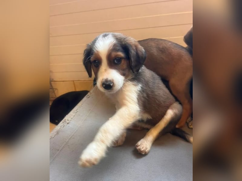 Nala – mit kleinen Pfoten mitten ins Herz 