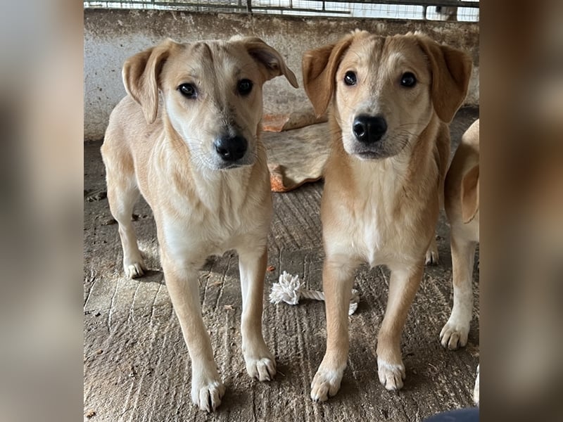 Boston, geb. ca. 07/2023, lebt in GRIECHENLAND, auf einer privaten Pflegestelle