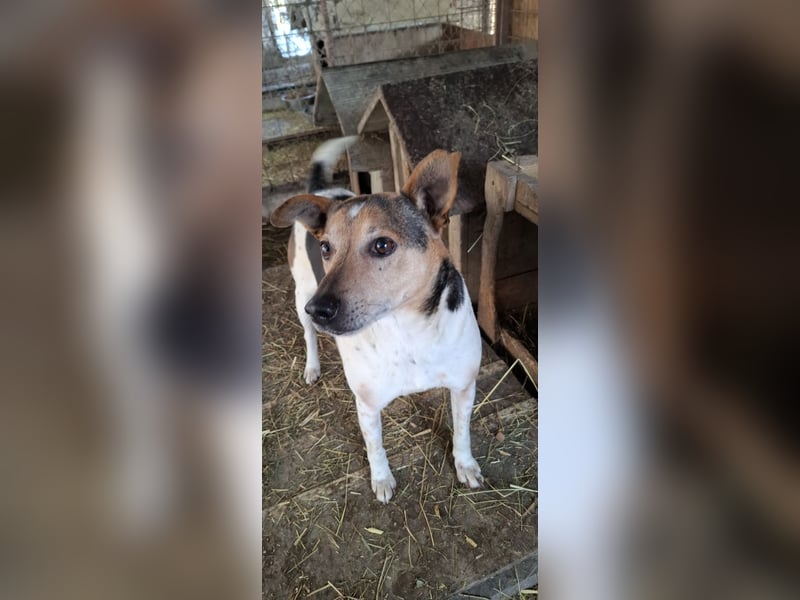 Spike  (Santuhalm-Shelter Rumänien)