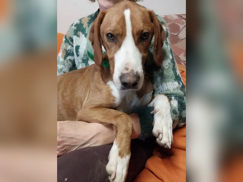 Freddy - ein aktiver und kluger Begleiter ❤️ Bereits auf PS in 58452 Witten, DE!