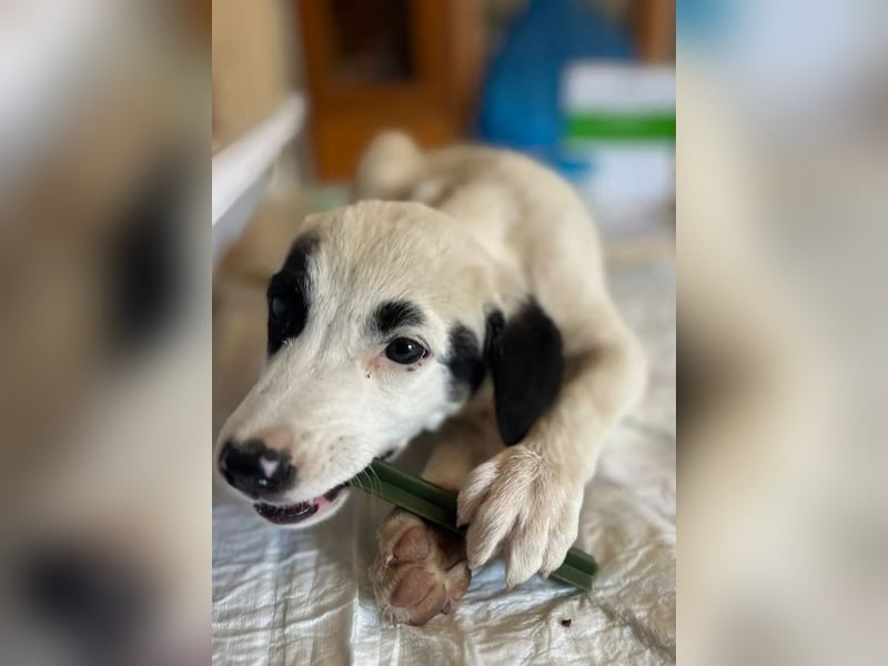 Beverly – neugierig, stark und bereit fürs Abenteuer Leben
