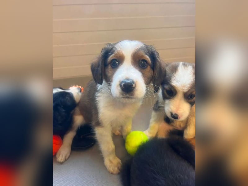 Nala – mit kleinen Pfoten mitten ins Herz 
