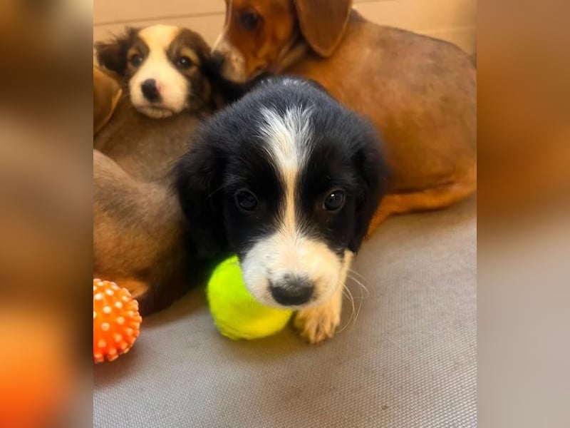 Abby – kleine Entdeckerin ❤️