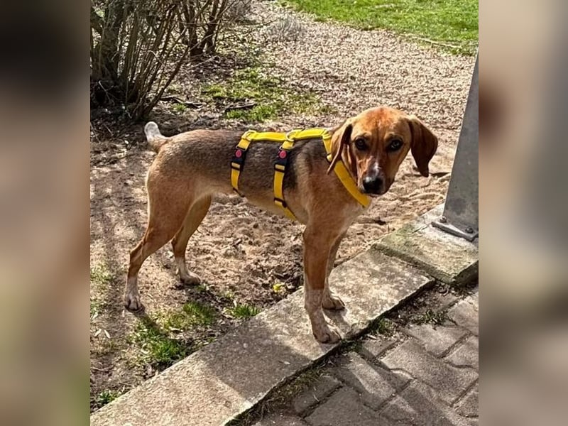 Teela – neugierige, soziale und freundliche Hündin - bereits auf PS in DE!