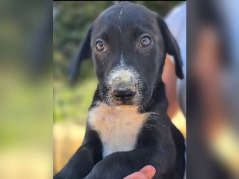 Aleko – ein kleiner Kerl mit großen Plänen ❤️