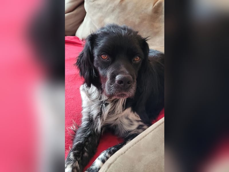 Brook – feiner Beobachter mit großem Herz, bereits auf PS in DE!