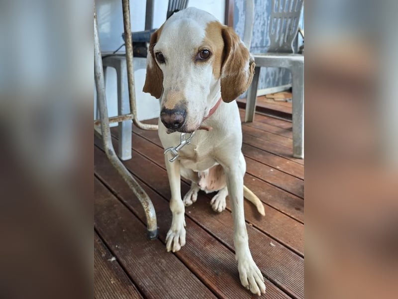 Monty – freundlicher Jagdhund Mix mit guter Laune