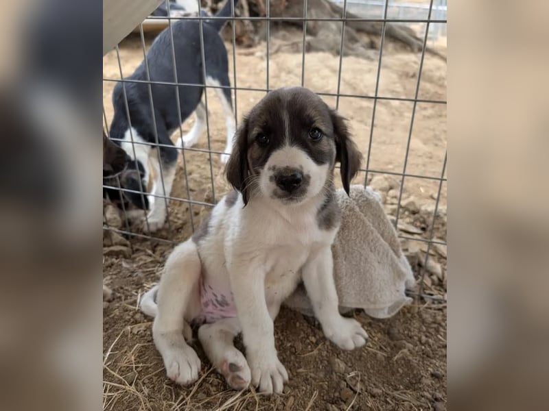 Querida – kleiner Liebling auf der Suche nach einem tollen Zuhause! ❤️
