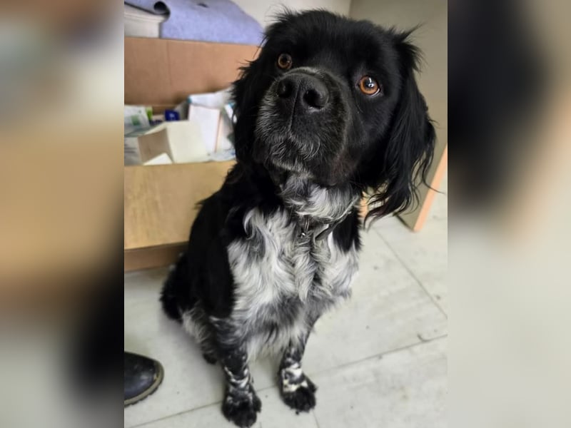 Brook – feiner Beobachter mit großem Herz 