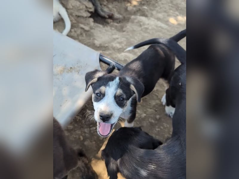 Stella – bereit dein Herz zu erobern