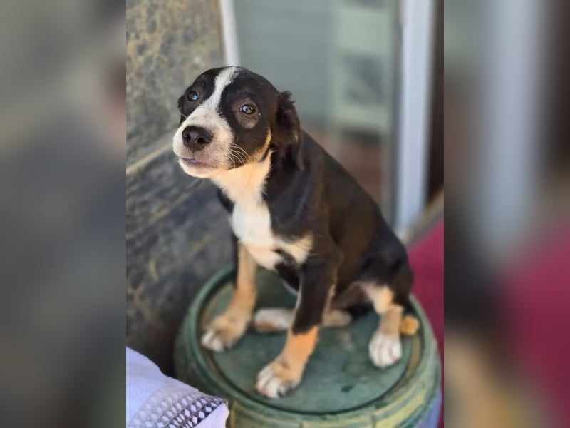 Scooby – kleiner Herzensbrecher ❤️