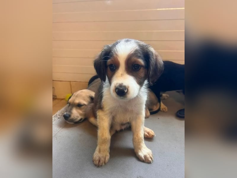 Nala – mit kleinen Pfoten mitten ins Herz 
