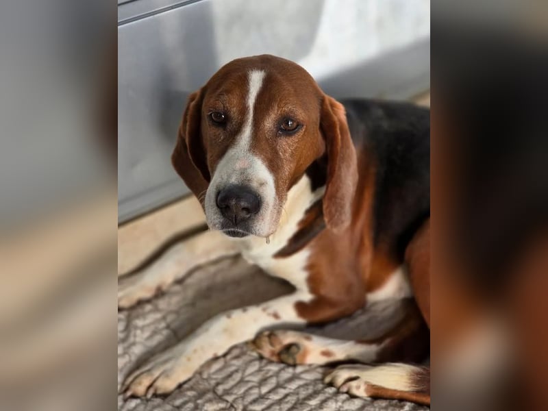 Tilly Jagdhund Mix mit großem Herz ❤️