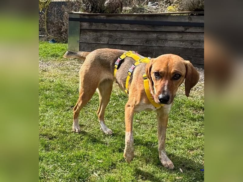 Teela – neugierige, soziale und freundliche Hündin - bereits auf PS in DE!