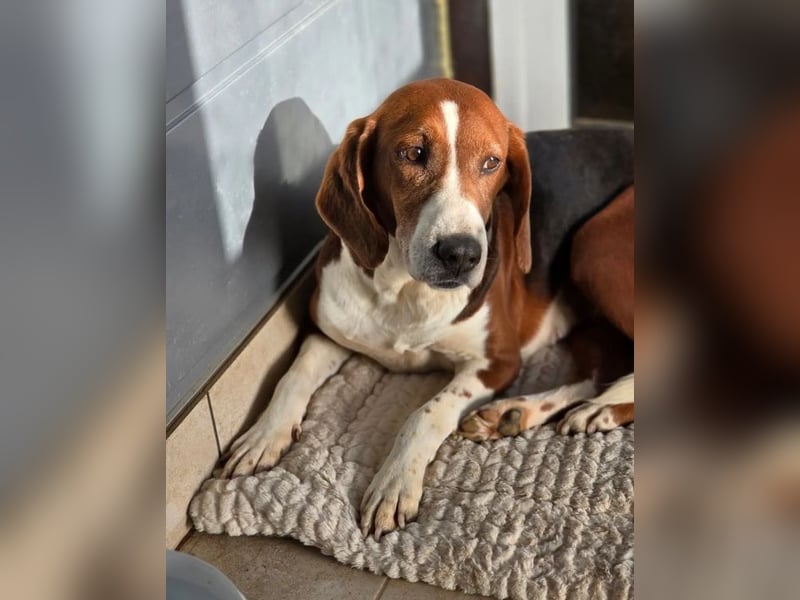 Tilly Jagdhund Mix mit großem Herz ❤️