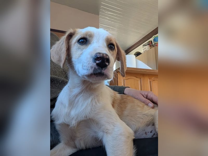 Fanni – kleines Mädchen auf der Suche nach Liebe 