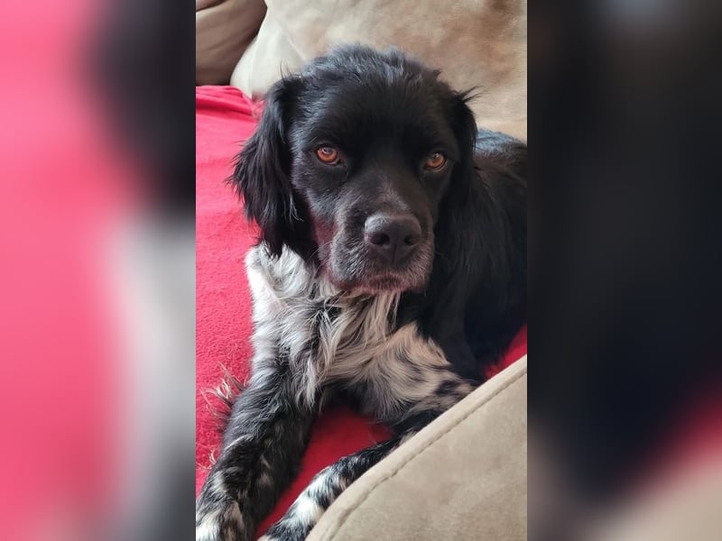 Brook – feiner Beobachter mit großem Herz, bereits auf PS in DE!