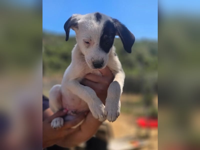 Sparrow - kleiner Herzenshund sucht sein Glück!