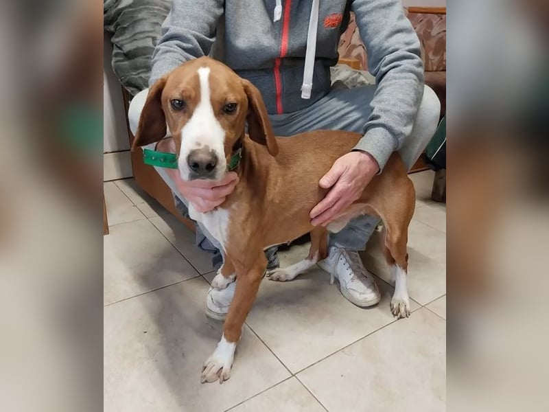 Freddy - ein aktiver und kluger Begleiter ❤️ Bereits auf PS in 58452 Witten, DE!