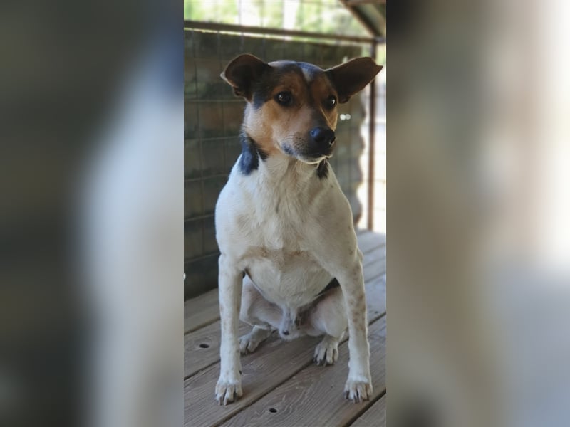 Spike  (Santuhalm-Shelter Rumänien)