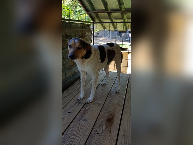 Spike  (Santuhalm-Shelter Rumänien)