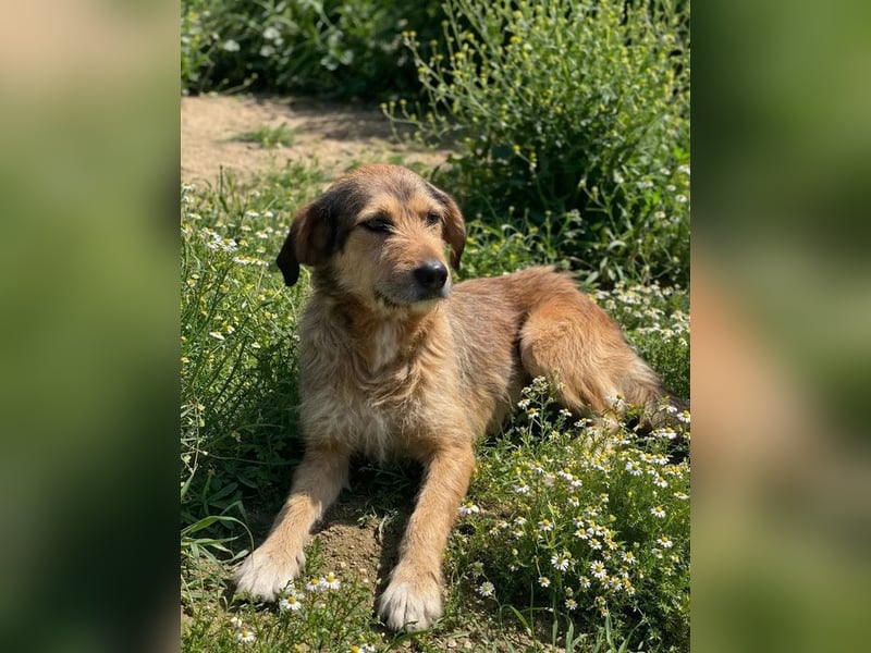 Tilda – ruhig und freundlich ❤️ Bereits auf PS in 58452 Witten!