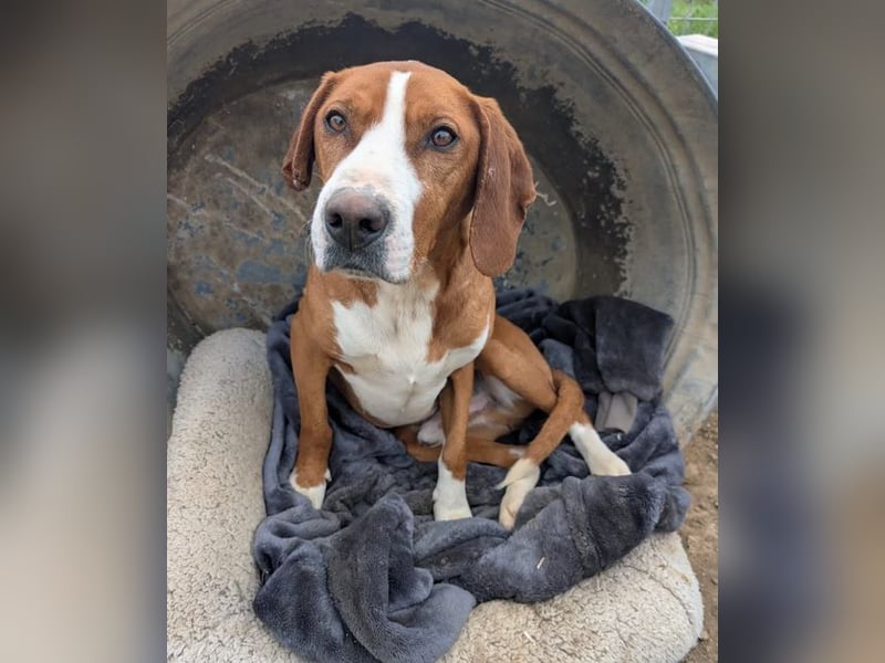 Freddy - ein aktiver und kluger Begleiter ❤️ Bereits auf PS in 58452 Witten, DE!