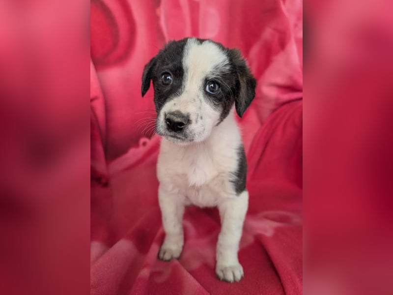 Lotti – zuckersüßes Hundemädchen 