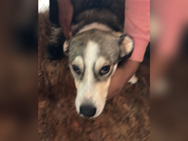 Mallon sucht seine Familie