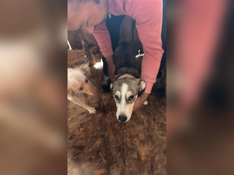 Mallon sucht seine Familie