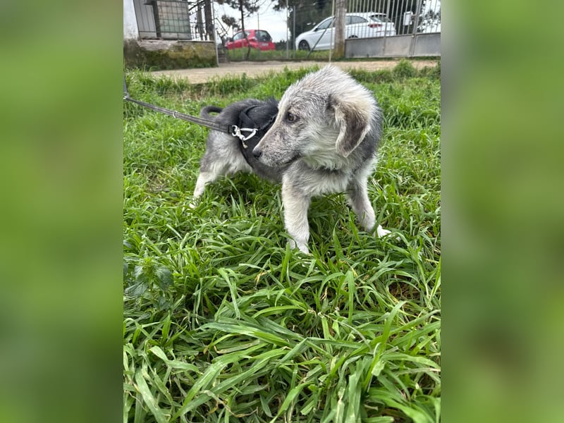 Hündin BELLI sucht ein liebevolles Zuhause