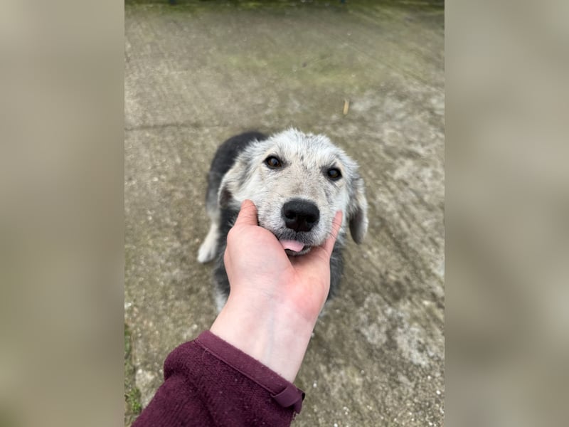 Hündin BELLI sucht ein liebevolles Zuhause