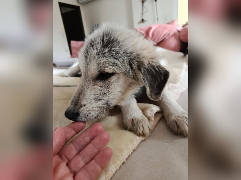 Hündin BELLI sucht ein liebevolles Zuhause