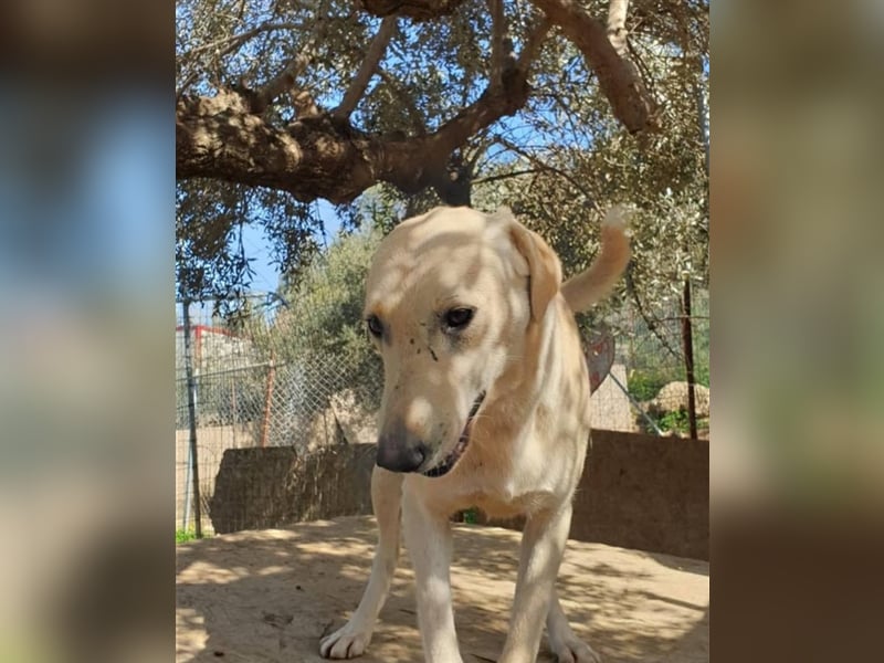 Shalom der Familienhund