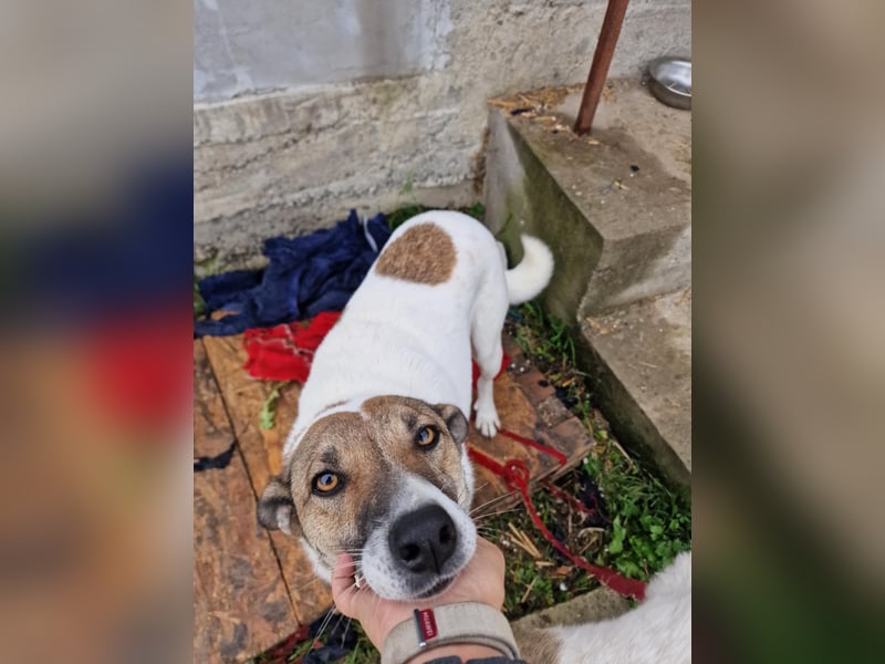 Lucky, hol dir das Glück ins Haus