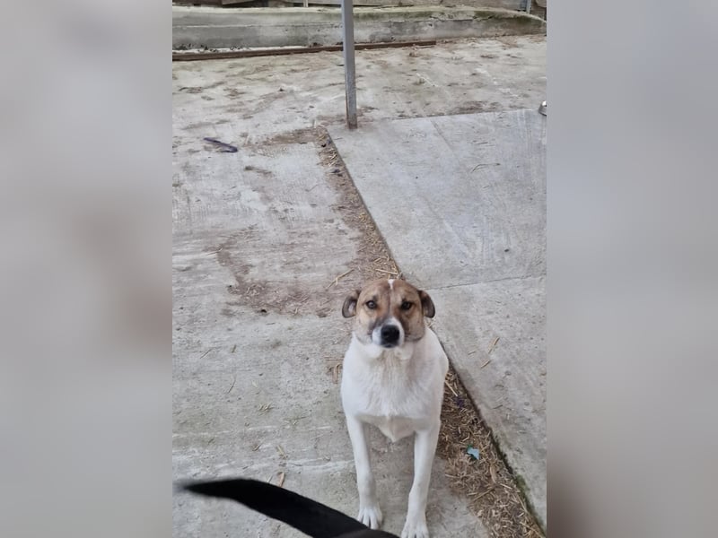 Lucky, hol dir das Glück ins Haus