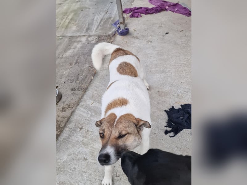 Lucky, hol dir das Glück ins Haus