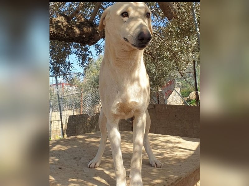 Shalom der Familienhund
