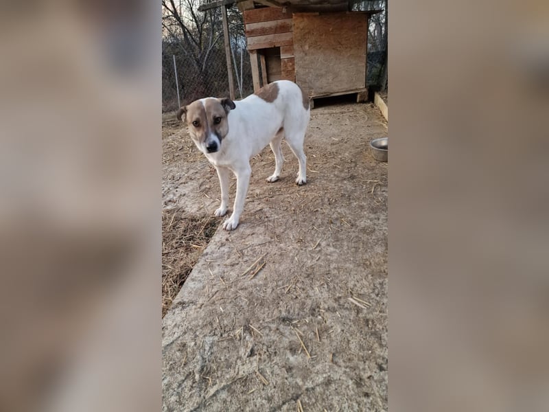 Lucky, hol dir das Glück ins Haus