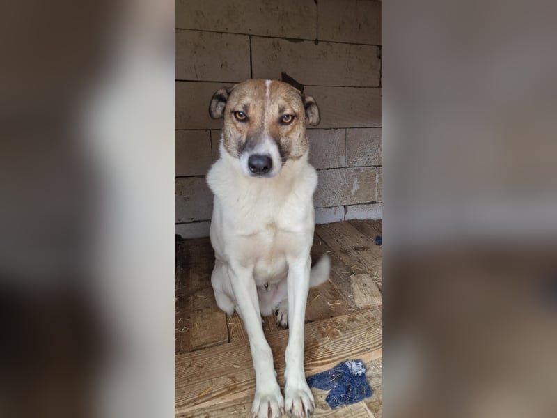 Lucky, hol dir das Glück ins Haus