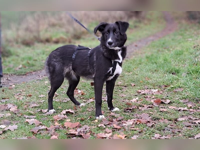 "Alina" super süße Retriever Mix Junghündin sucht ein Zuhause