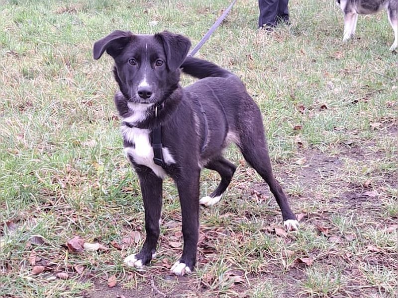 "Alina" super süße Retriever Mix Junghündin sucht ein Zuhause