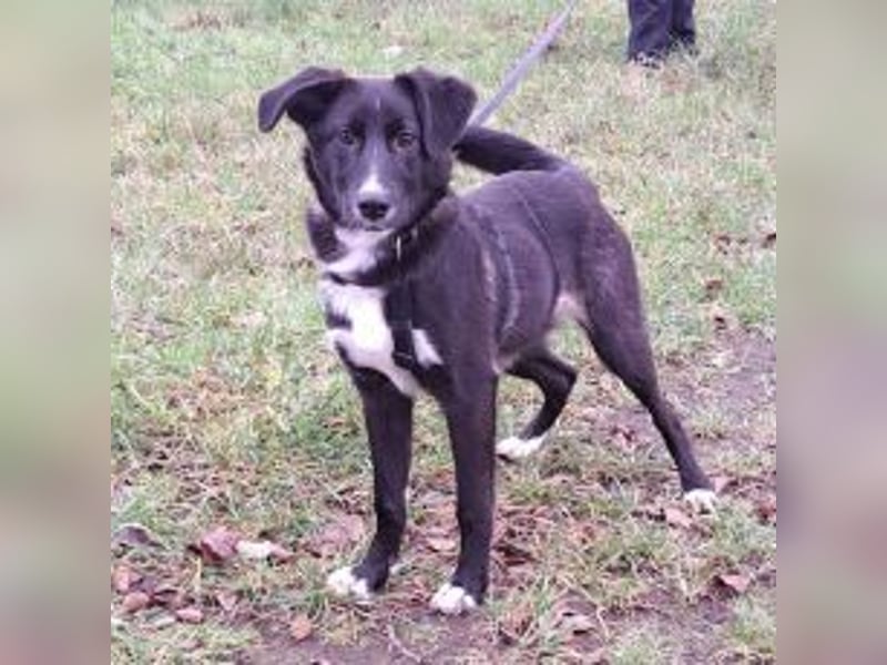 "Alina" super süße Retriever Mix Junghündin sucht ein Zuhause