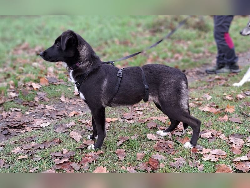 "Alina" super süße Retriever Mix Junghündin sucht ein Zuhause