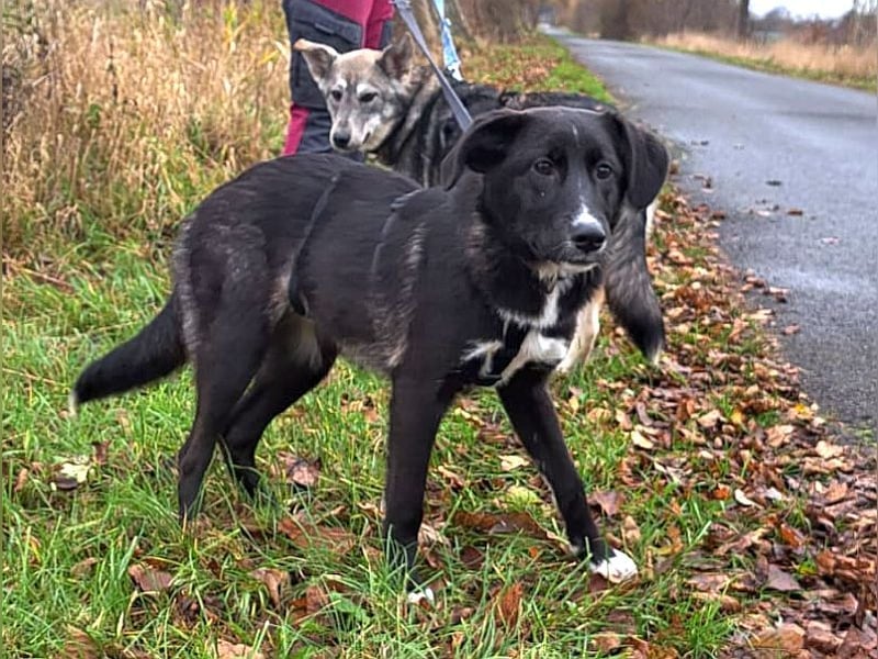"Alina" super süße Retriever Mix Junghündin sucht ein Zuhause