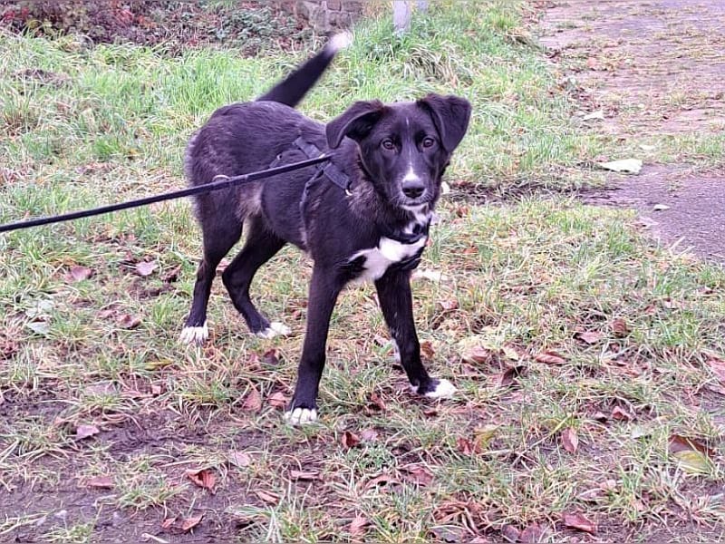 "Alina" super süße Retriever Mix Junghündin sucht ein Zuhause