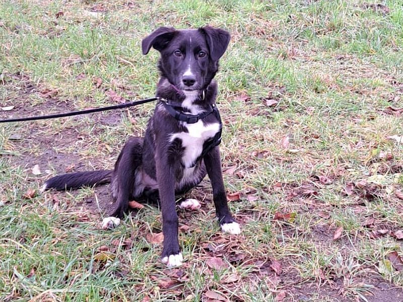 "Alina" super süße Retriever Mix Junghündin sucht ein Zuhause