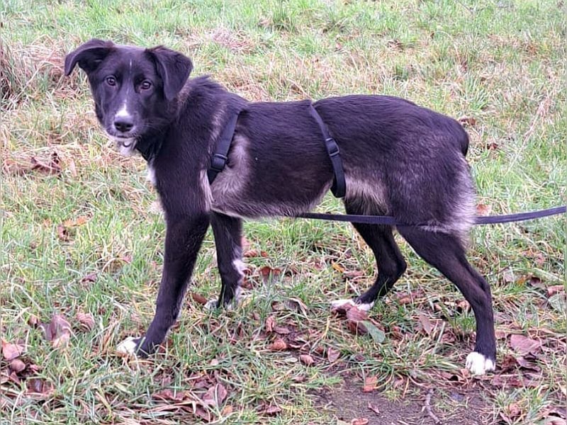 "Alina" super süße Retriever Mix Junghündin sucht ein Zuhause