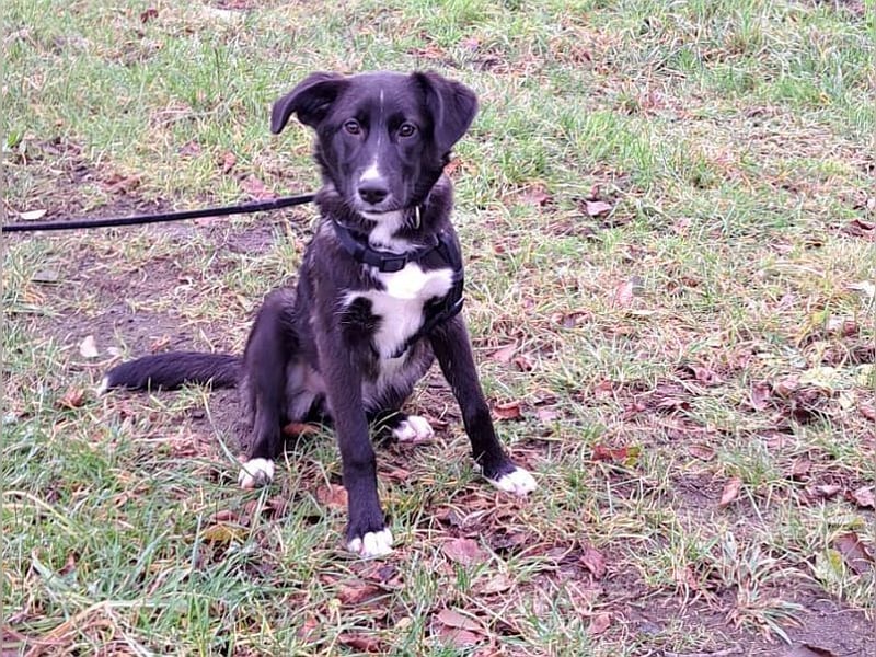 "Alina" super süße Retriever Mix Junghündin sucht ein Zuhause